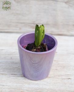 Jácint kaspóval 15cm