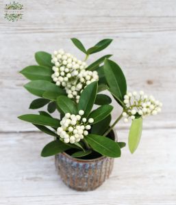 Skimmia japonica Oberries White (20cm) im Topf