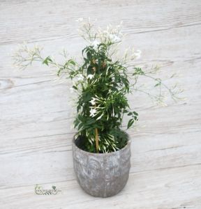 Jasmin mit Topf (drinnen)