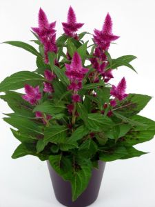 Celosia im Keramiktopf - Balkonpflanze