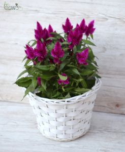 Celosia im Topf