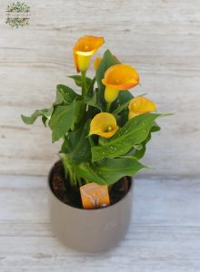 calla mit topf