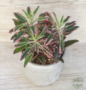 Kalanchoe daigremontiana 'Pink in Stone'