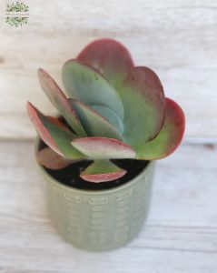 Kalanchoe thyrsiflora im Topf(15cm)
