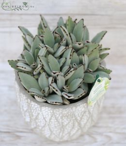 Kalanchoe Tomentosa in pot