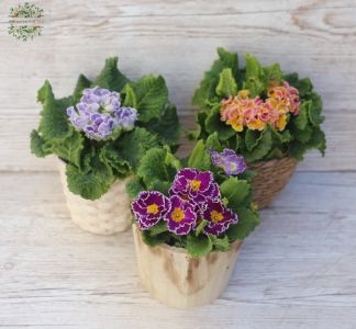 primrose in a pot 1plant