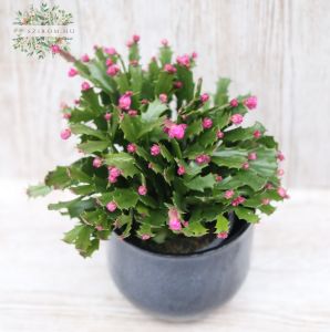 Schlumbergera in pot