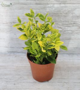 Euonymus, 30 cm - balcony plant