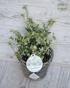 Euonymus im Topf (garten)