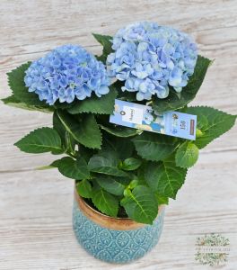 blue hydrangea in a pot
