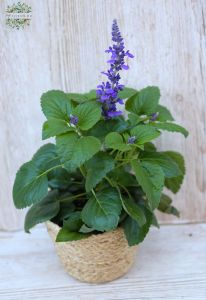 blue Salvia (outside)