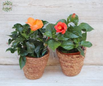 Hibiscus in pot
