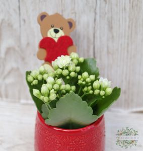small white Kalanchoe with a bear in a pot