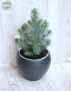 Kleine Keifer mit Topf