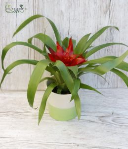 Kleine Guzmania im Topf