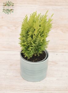 Chamaecyparis im Topf (garden)