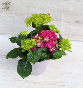 Small Hydrangea with pot, 20 cm tall