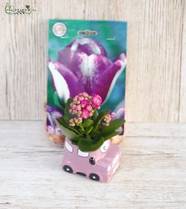  Kleine Kalanchoe im autoförmigen Topf mit einer Tüte Tulpenzwiebeln