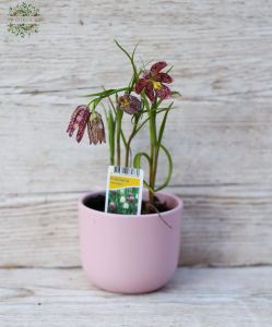 Fritillaria Meleagri (garten)