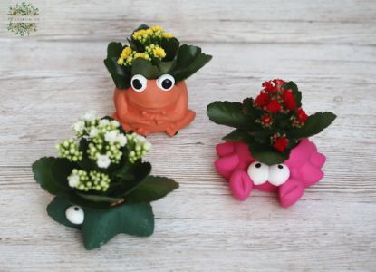 Kalanchoe in tierformigem Topf