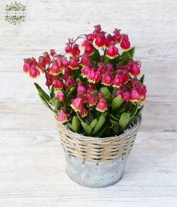 Korallvirág csüngő, kaspóval