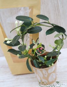 Stephanotis mit a Holz-Kaninchen in a Papiertasche