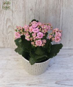 Kalanchoe in a different colors in a pot