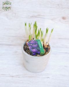 Krokus in Topf (Gartenpflanze)