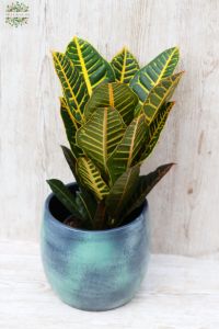 Codiaeum variegatum in a pot (Garden croton) (40cm) - indoor plant
