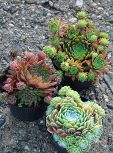 ourdoors sempervivum in big pot 1 pieces