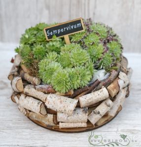 bag of stone roses in a wooden bowl (outdoor plants)