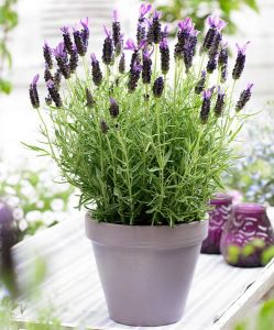 Lavender with ceramic pot - balcony plant