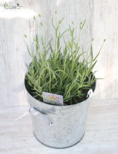 levendula kaspóval (kinti) 35cm