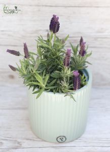 Lavendel (garten)
