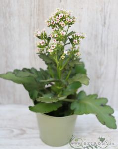 hocher Kalanchoe, pink (30cm) im Topf