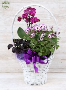 Májuskosár, növénykosár lila virágokkal 