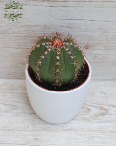 Melocactus im Topf - Zimmerpflanze