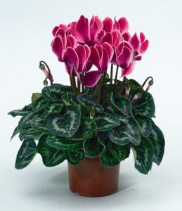 midi Cyclamen im Topf in verschiedenen Farben