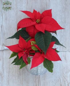 Euphorbia pulcherina im Topf