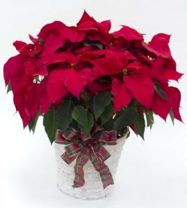 Poinsettia in pot