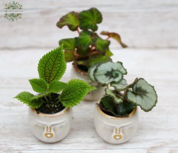 Mini-Begonie in einem gesichtsförmigen Topf, 1 Stück (10 cm)