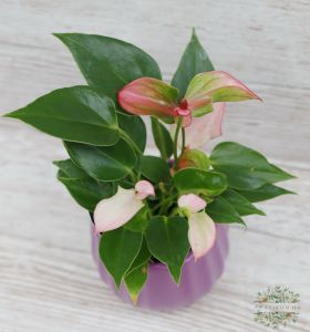 mini Anthurium im Topf