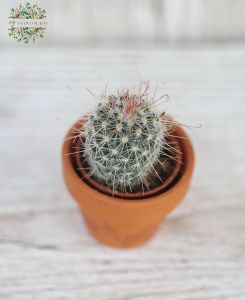 Mini Kaktus