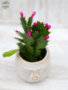 Mini karácsonyi kaktusz arc kaspóval, változó színben (10cm)
