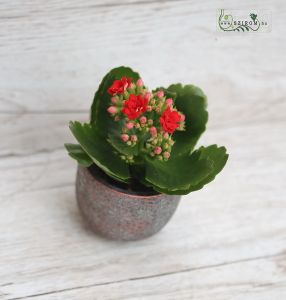 Mini Kalanchoe in verschiedenen Farbe im Topf