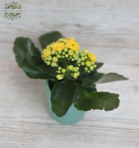 Mini Kalanchoe im Topf