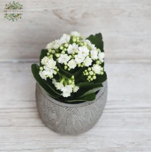 Mini Kalanchoe in verschiedenen Farben im Topf