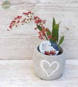 mini orchyd Oncidium in pot