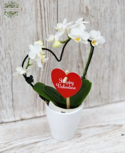 Eine in Herzform gezogene Mini Phalaenopsis-Orchidee