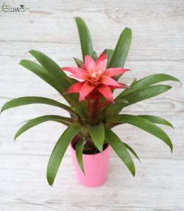 min roter Guzmania im topf